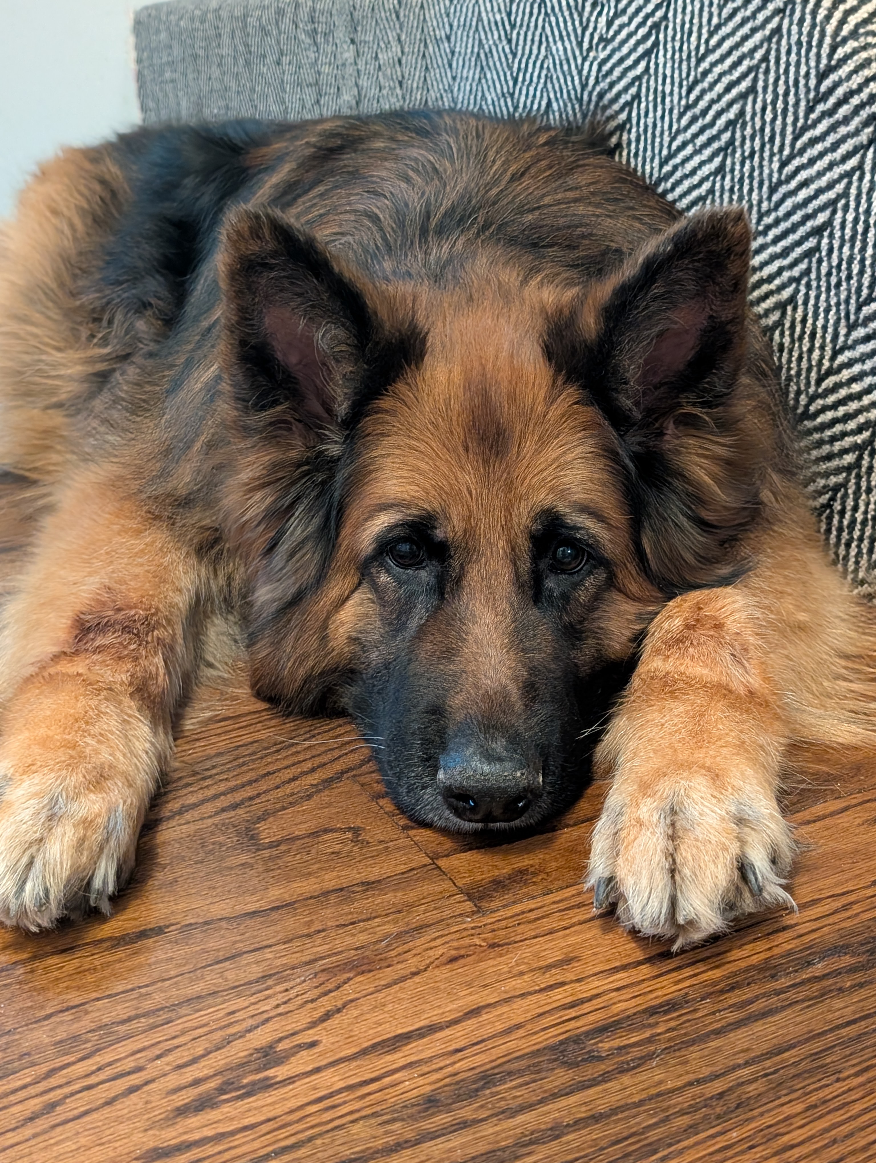 Xena, a German Shepherd Dog relaxing